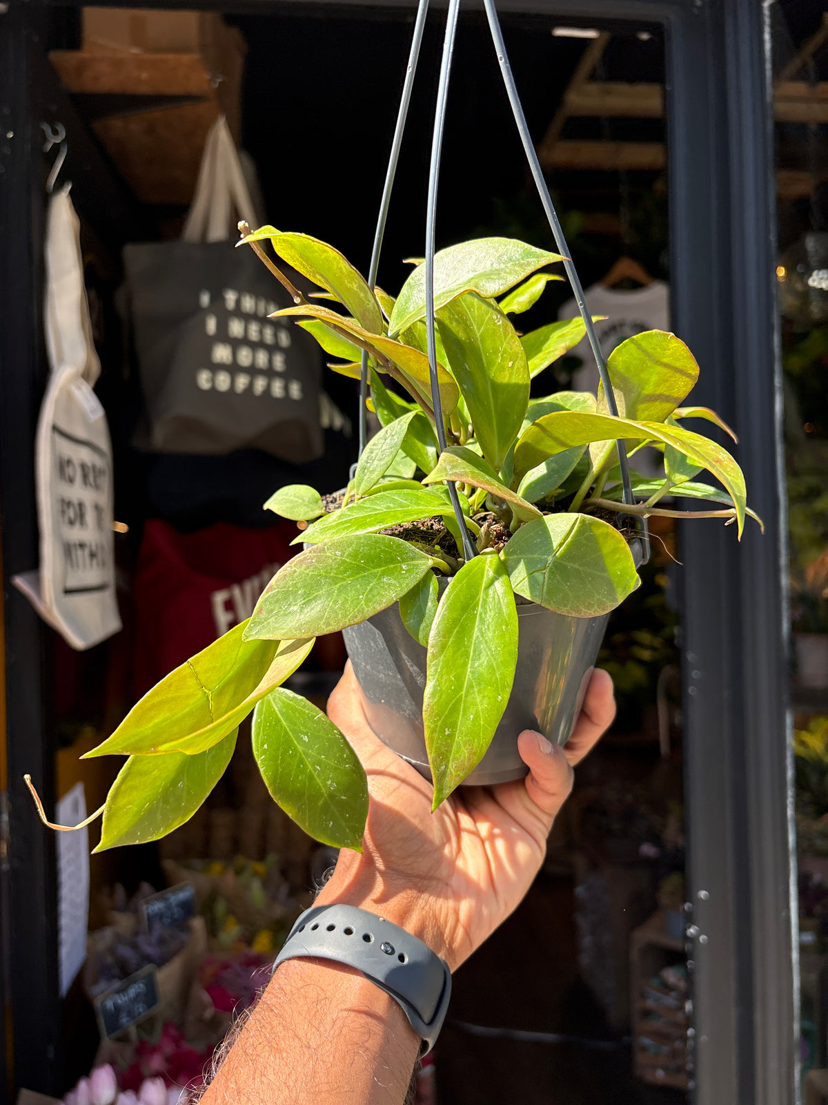 Hoya ‘Sunrise’ 14cm plant outside Urban Tropicana plant shop in Chiswick, London