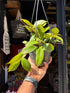 Hoya ‘Sunrise’ 14cm plant outside Urban Tropicana plant shop in Chiswick, London