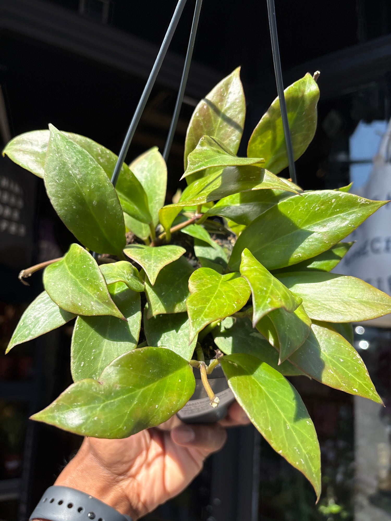 Hoya ‘Sunrise’ 14cm plant outside Urban Tropicana plant shop in Chiswick, London