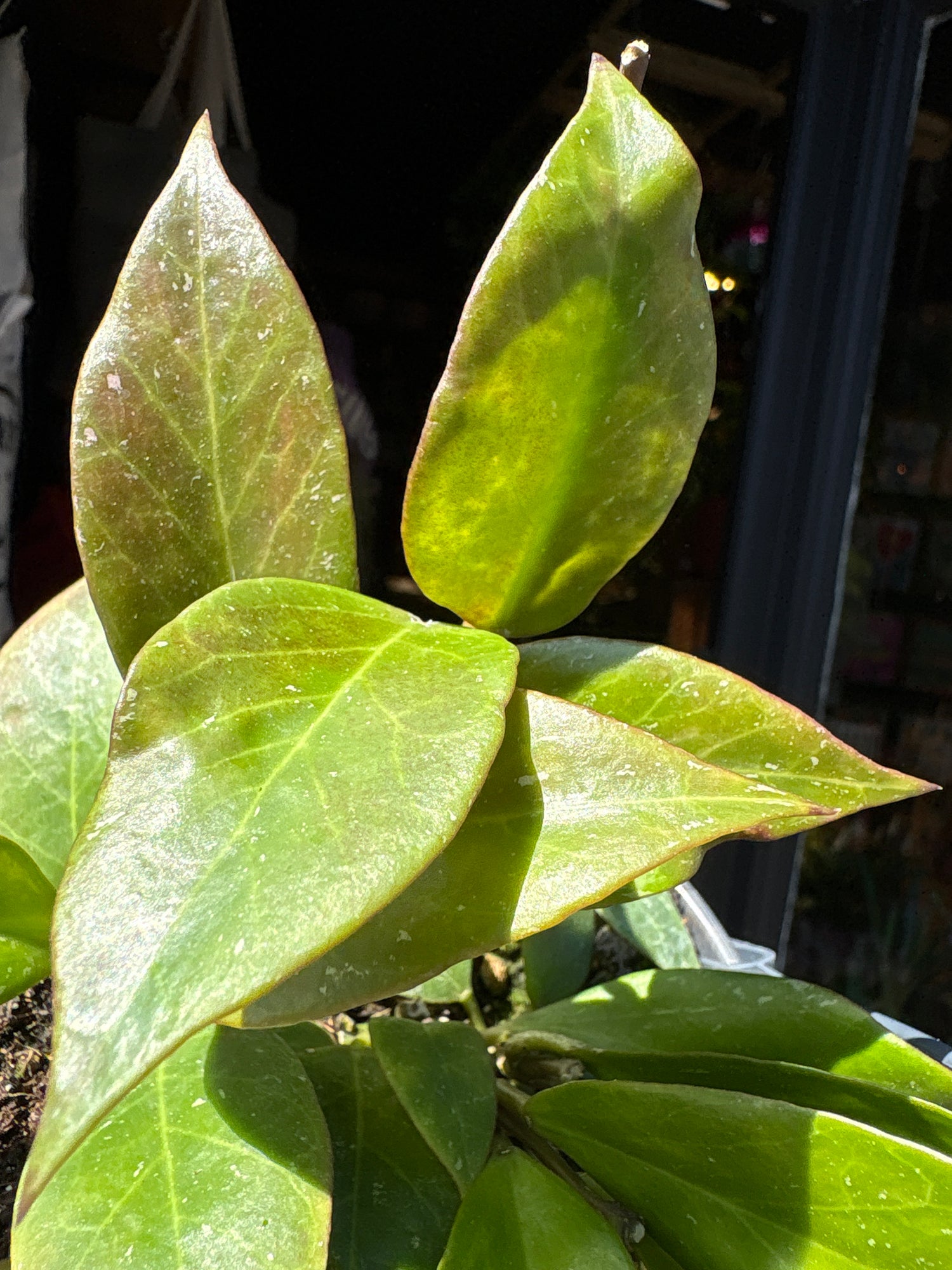 Hoya ‘Sunrise’ 14cm plant outside Urban Tropicana plant shop in Chiswick, London