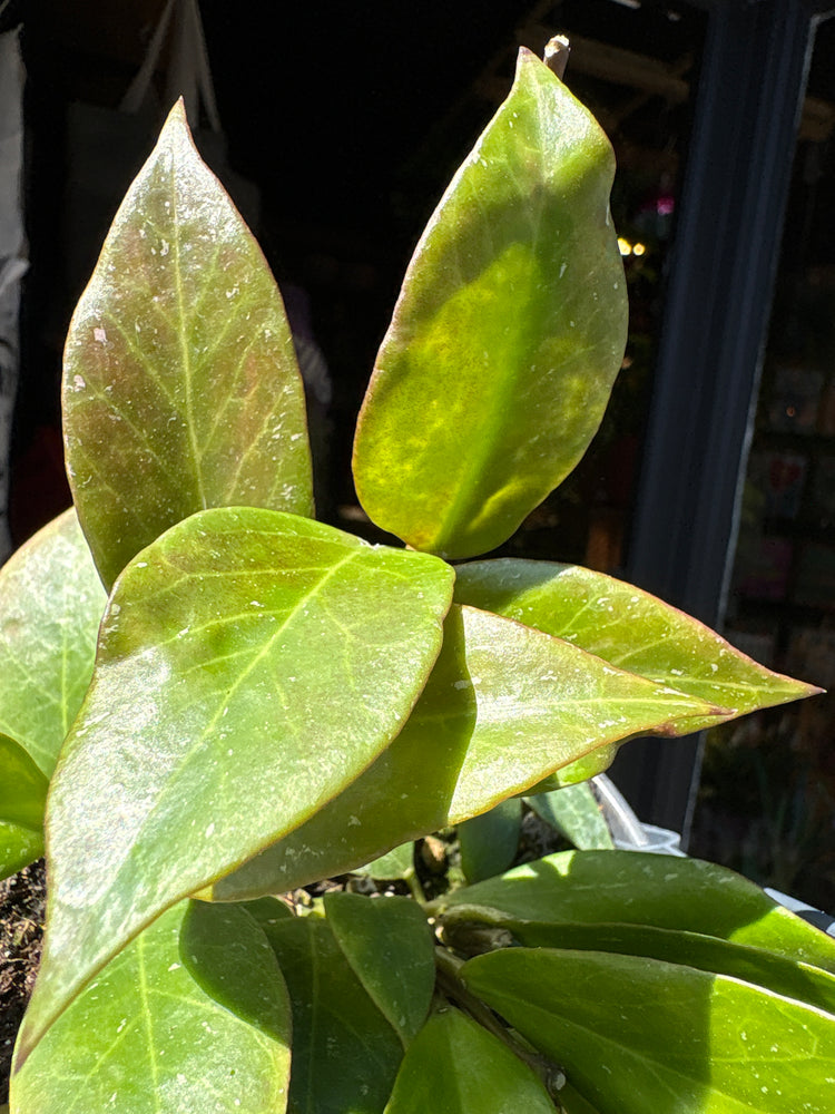 Hoya ‘Sunrise’ 14cm plant outside Urban Tropicana plant shop in Chiswick, London