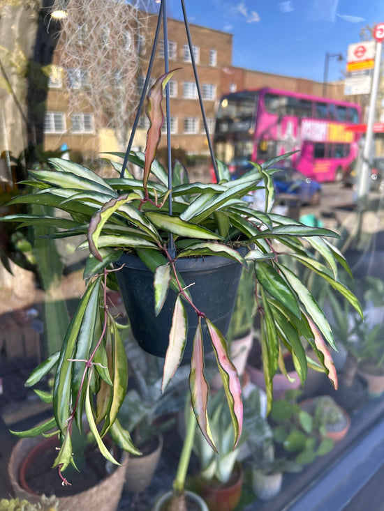 A Hoya Wayetii Tricolour plant in front of Urban Tropicana’s Plant Shop in Chiswick London