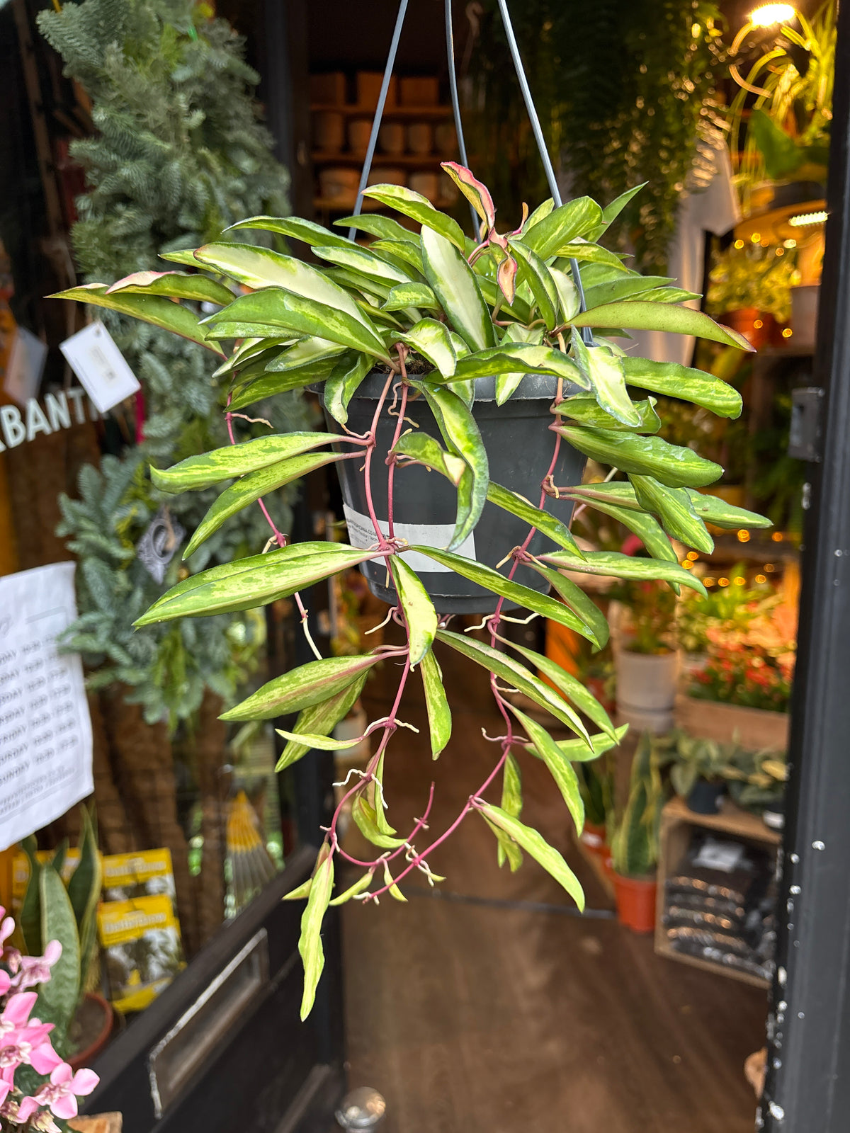 A Hoya Wayetii Tricolour plant in front of Urban Tropicana’s Plant Shop in Chiswick London