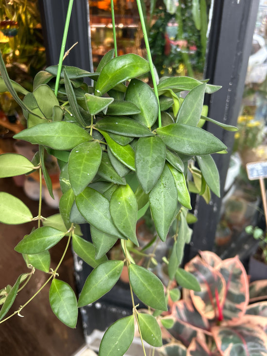 A Hoya burtoniae  plant in front of Urban Tropicana&