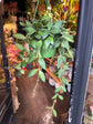 A Hoya burtoniae plant in front of Urban Tropicana&