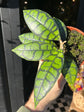 A Hoya callistophylla ‘black cat’ plant in front of Urban Tropicana&