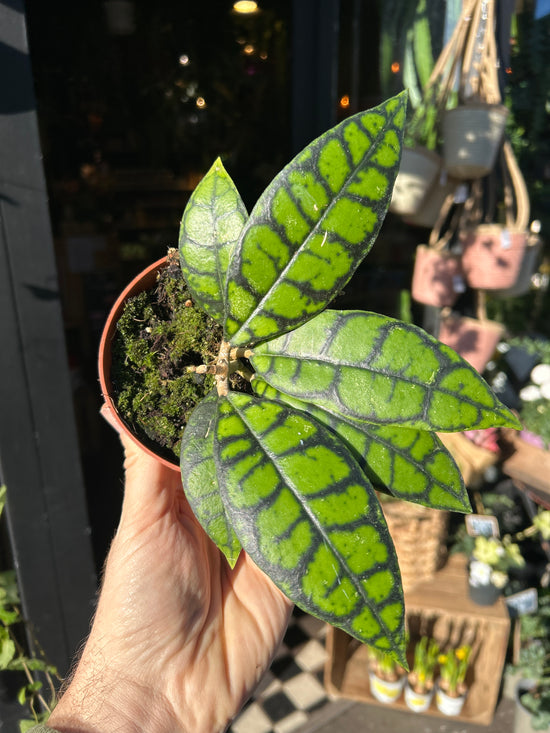 A Hoya Callistophylla ‘black cat’ plant in front of Urban Tropicana&