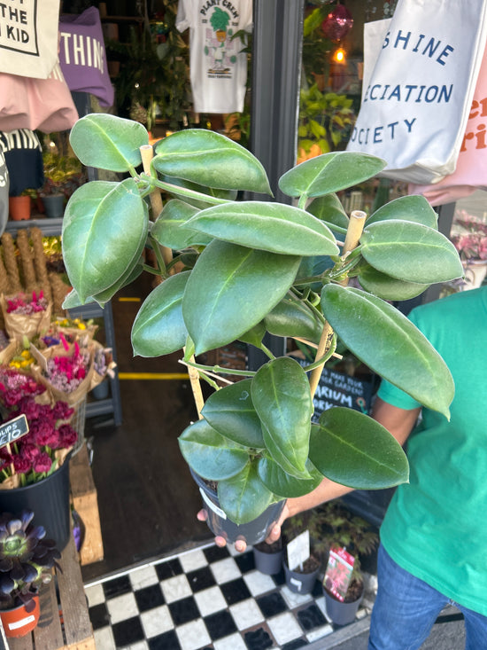 Hoya calycina ‘Stargazer’ plant outside Urban Tropicana plant shop in Chiswick, London