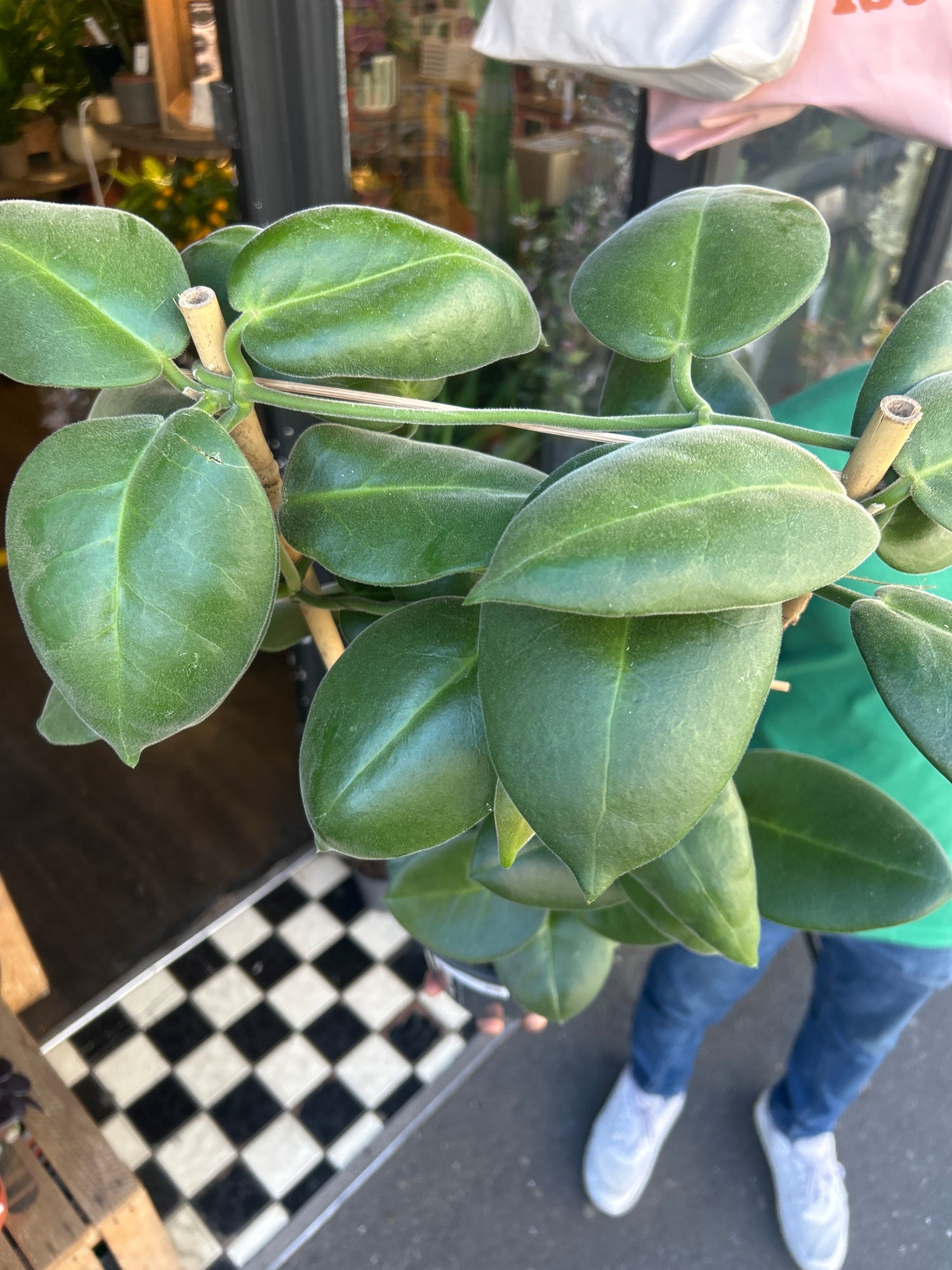 Hoya calycina ‘Stargazer’ plant outside Urban Tropicana plant shop in Chiswick, London