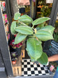 Hoya calycina ‘Stargazer’ plant outside Urban Tropicana plant shop in Chiswick, London