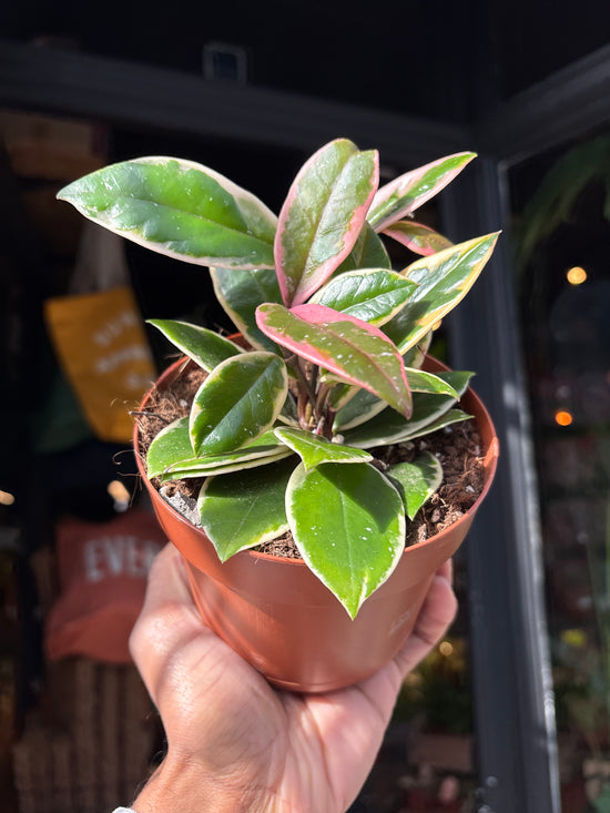 A Hoya carnosa ‘Floraganza Flamingo Dream’ plant, with clusters of pink and white flowers, displayed in front of Urban Tropicana’s Plant Shop in Chiswick, London