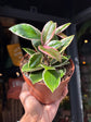 A Hoya carnosa ‘Floraganza Flamingo Dream’ plant, with clusters of pink and white flowers, displayed in front of Urban Tropicana’s Plant Shop in Chiswick, London