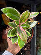 A Hoya carnosa ‘Floraganza Flamingo Dream’ plant, with clusters of pink and white flowers, displayed in front of Urban Tropicana’s Plant Shop in Chiswick, London