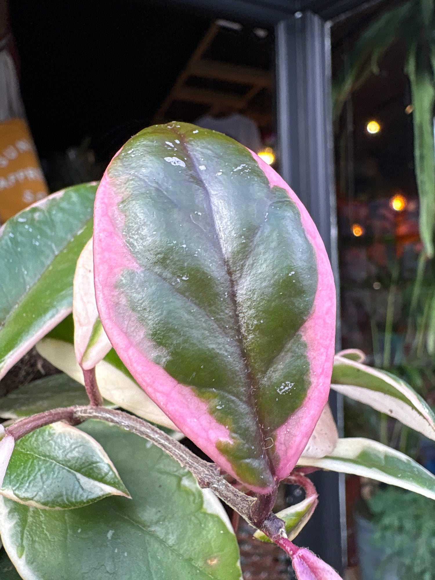 A Hoya carnosa ‘Floraganza Flamingo Dream’ plant, with clusters of pink and white flowers, displayed in front of Urban Tropicana’s Plant Shop in Chiswick, London