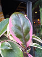 A Hoya carnosa ‘Floraganza Flamingo Dream’ plant, with clusters of pink and white flowers, displayed in front of Urban Tropicana’s Plant Shop in Chiswick, London