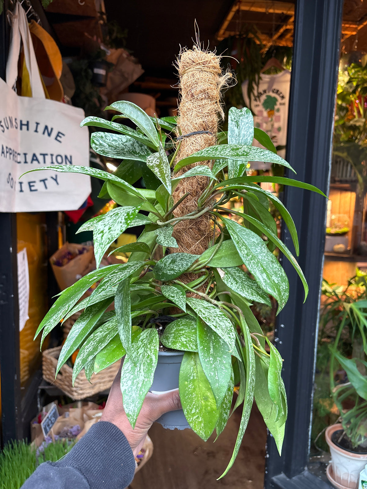 Hoya carnosa Silverspots in 14cm pot outside Urban Tropicana plant shop in Chiswick, London