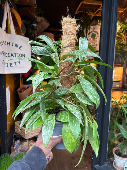 Hoya carnosa Silverspots in 14cm pot outside Urban Tropicana plant shop in Chiswick, London