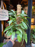 Hoya carnosa Silverspots in 14cm pot outside Urban Tropicana plant shop in Chiswick, London