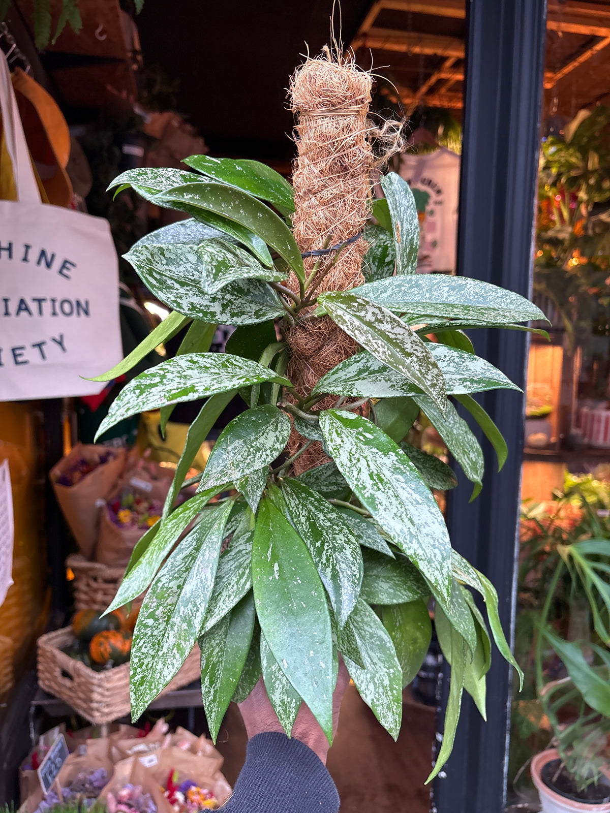 Hoya carnosa Silverspots in 14cm pot outside Urban Tropicana plant shop in Chiswick, London
