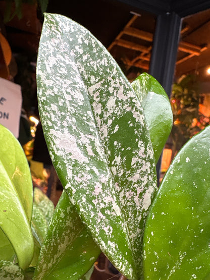 Hoya carnosa Silverspots in 14cm pot outside Urban Tropicana plant shop in Chiswick, London