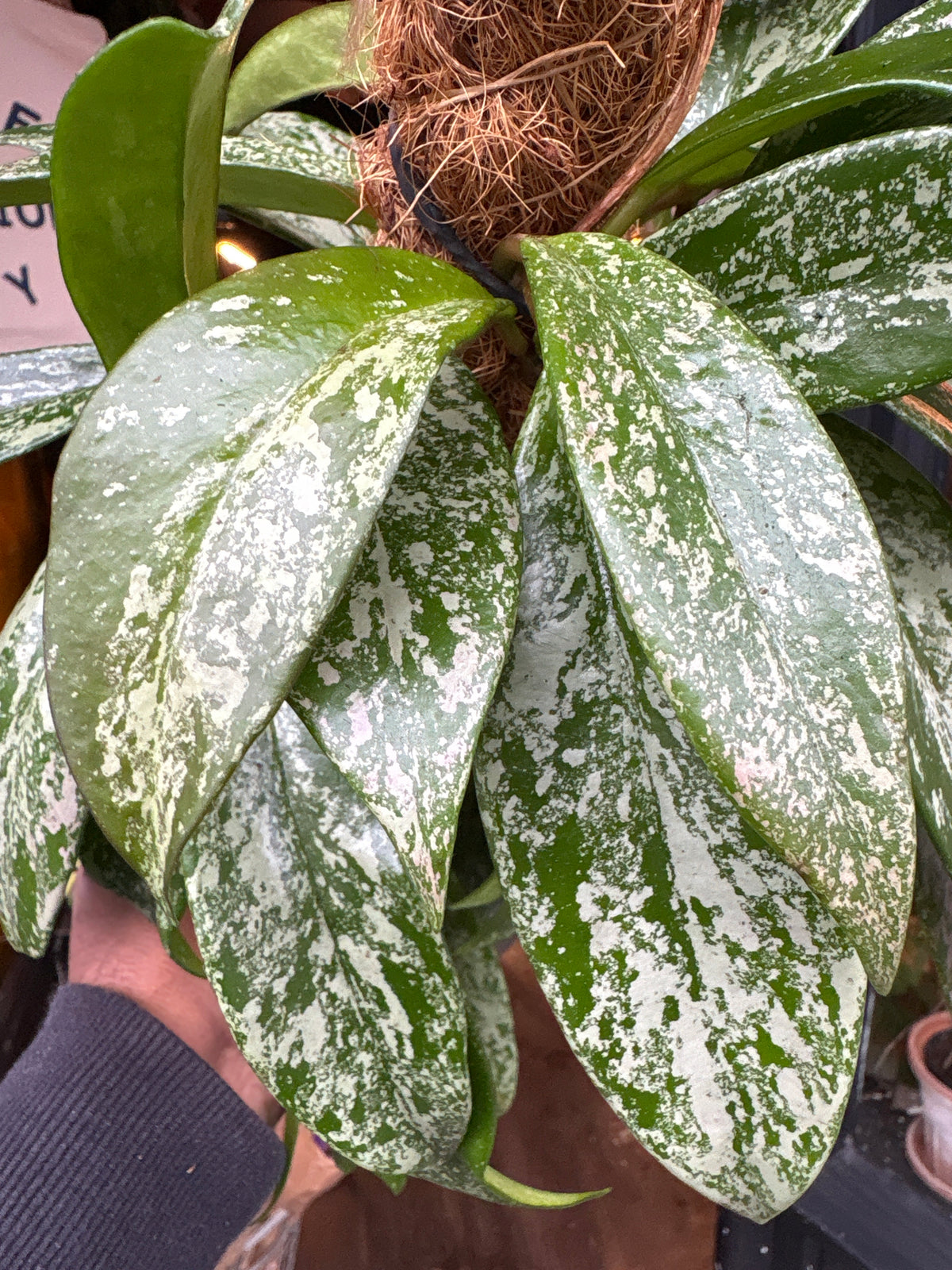 Hoya carnosa Silverspots in 14cm pot outside Urban Tropicana plant shop in Chiswick, London