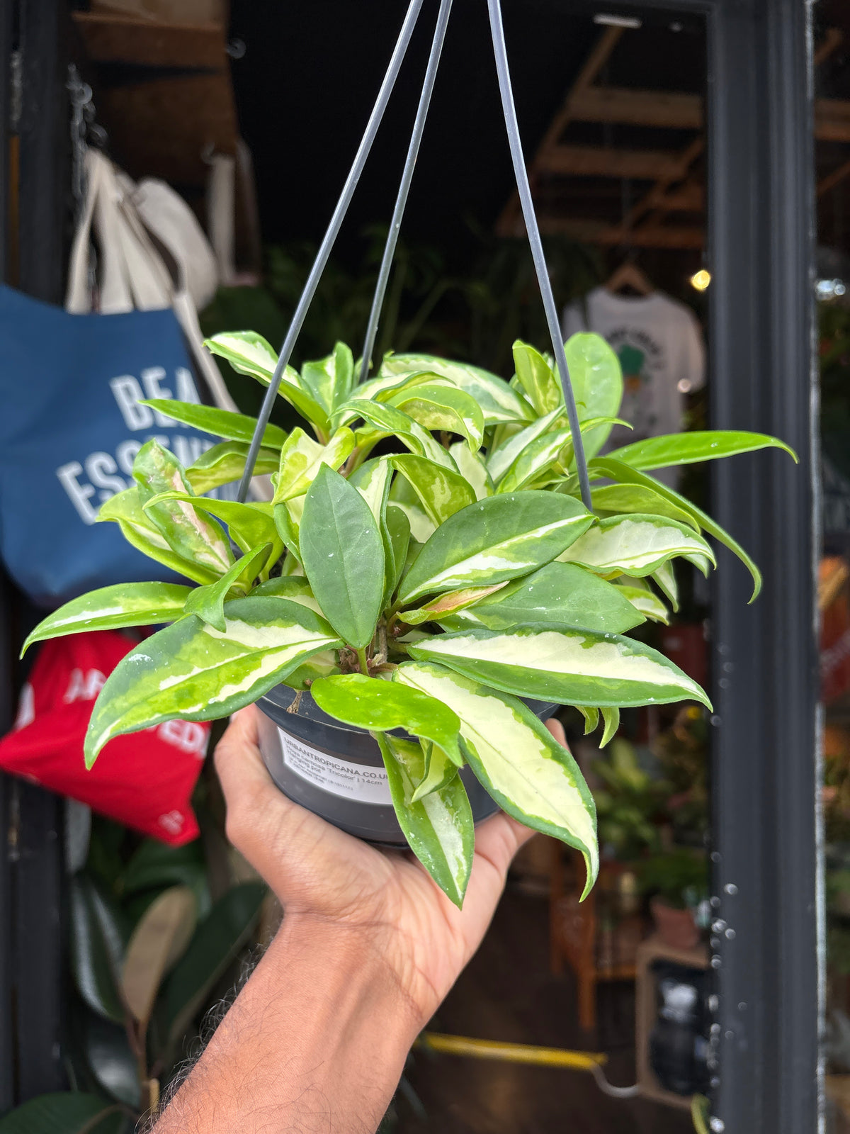 Hoya carnosa ‘Tricolor’ houseplant in 14cm hanging pot outside Urban Tropicana plant shop in Chiswick, London
