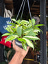 Hoya carnosa ‘Tricolor’ houseplant in 14cm hanging pot outside Urban Tropicana plant shop in Chiswick, London