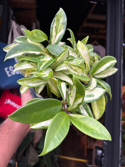 Hoya carnosa ‘Tricolor’ houseplant in 14cm hanging pot outside Urban Tropicana plant shop in Chiswick, London