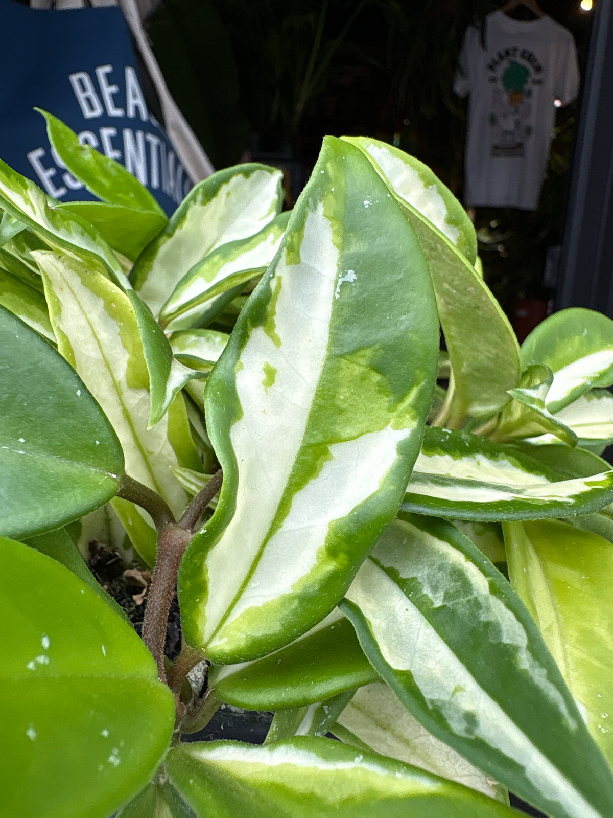 Hoya carnosa ‘Tricolor’ houseplant in 14cm hanging pot outside Urban Tropicana plant shop in Chiswick, London