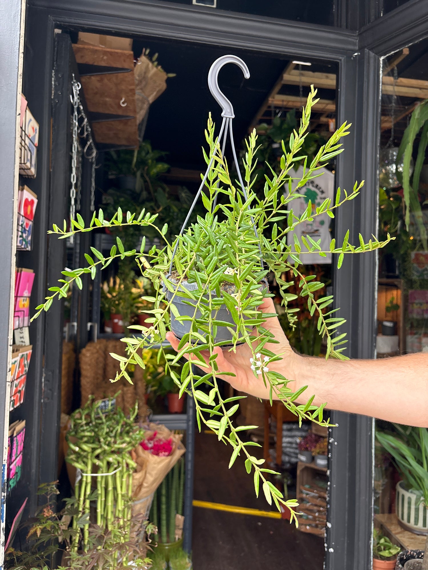 Hoya engleriana plant in 14cm pot outside Urban Tropicana plant shop in Chiswick, London