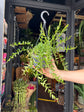 Hoya engleriana plant in 14cm pot outside Urban Tropicana plant shop in Chiswick, London