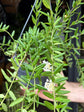 Hoya engleriana plant in 14cm pot outside Urban Tropicana plant shop in Chiswick, London