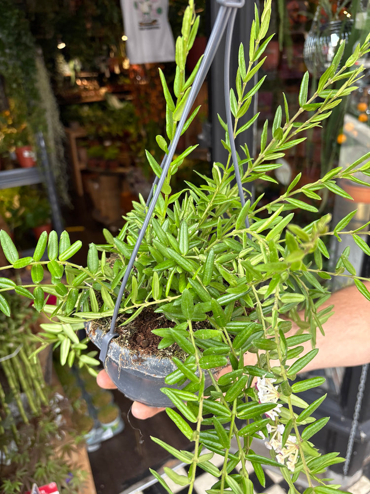 Hoya engleriana plant in 14cm pot outside Urban Tropicana plant shop in Chiswick, London