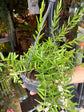 Hoya engleriana plant in 14cm pot outside Urban Tropicana plant shop in Chiswick, London