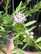 Hoya engleriana plant in 14cm pot outside Urban Tropicana plant shop in Chiswick, London