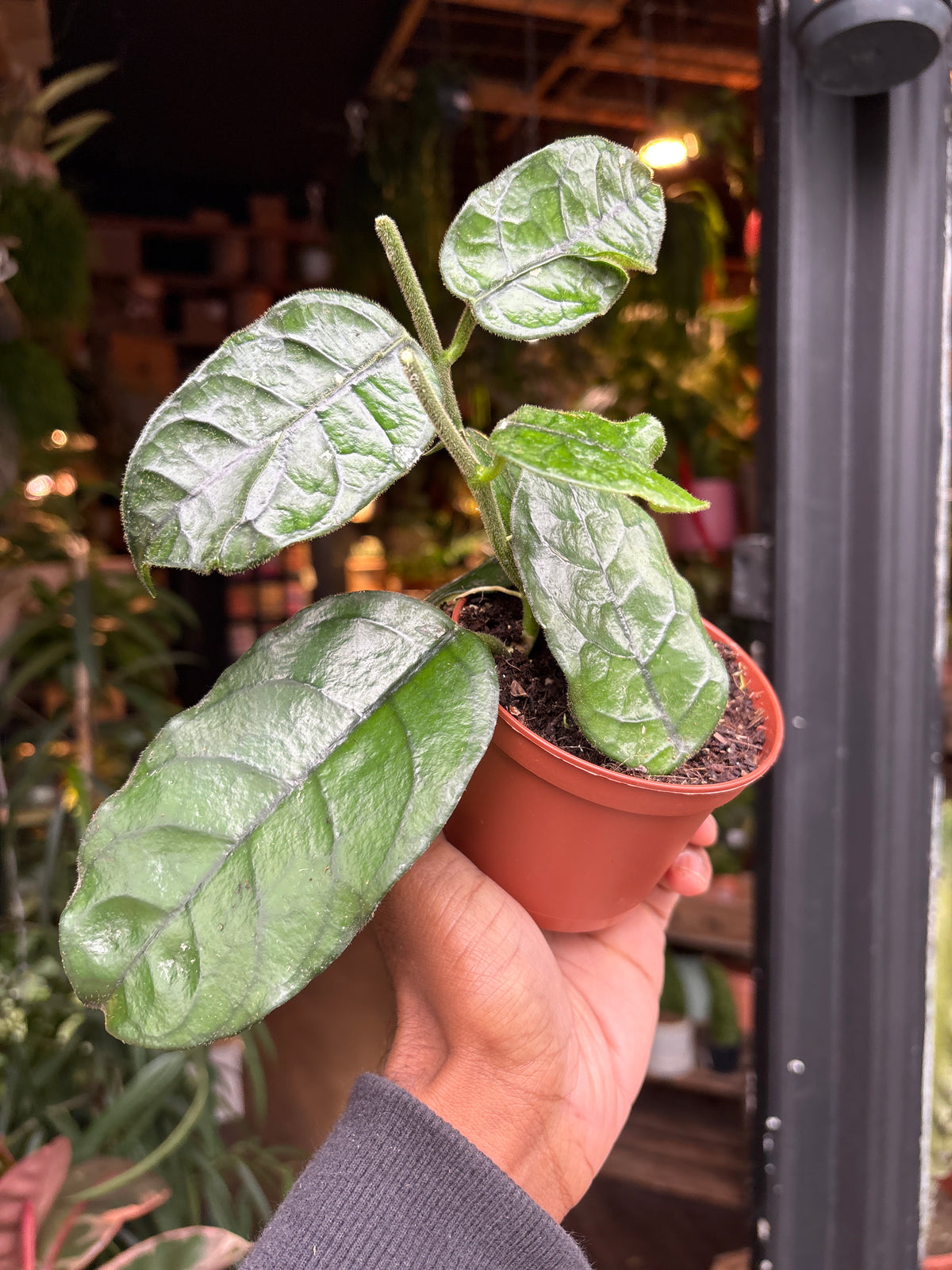 An Hoya villosa plant in front of Urban Tropicana’s Plant Shop in Chiswick London