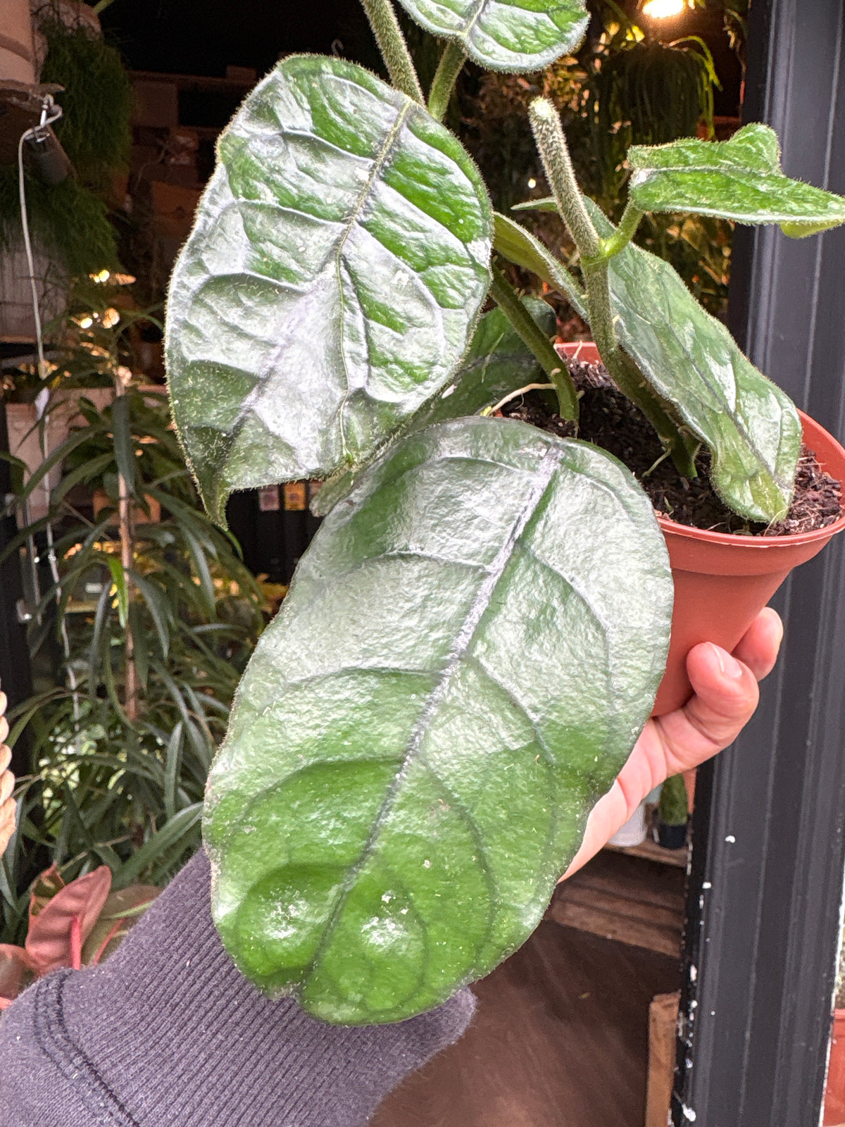 An Hoya villosa plant in front of Urban Tropicana’s Plant Shop in Chiswick London