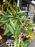 A Hoya wayetii plant in front of Urban Tropicana&