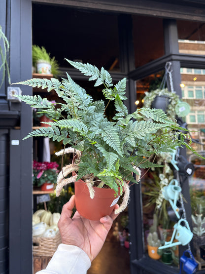 A Humata tyermannii plant in front of Urban Tropicana’s Plant Shop in Chiswick London