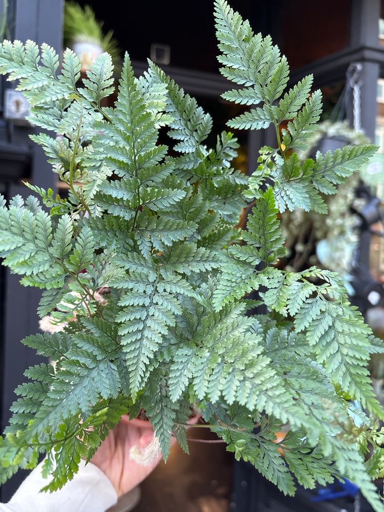 A Humata tyermannii plant in front of Urban Tropicana’s Plant Shop in Chiswick London