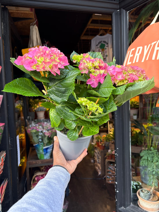 A Hydrangea macrophylla ‘Early Rosa’ plant, with clusters of soft pink blooms, displayed in front of Urban Tropicana’s Plant Shop in Chiswick, London