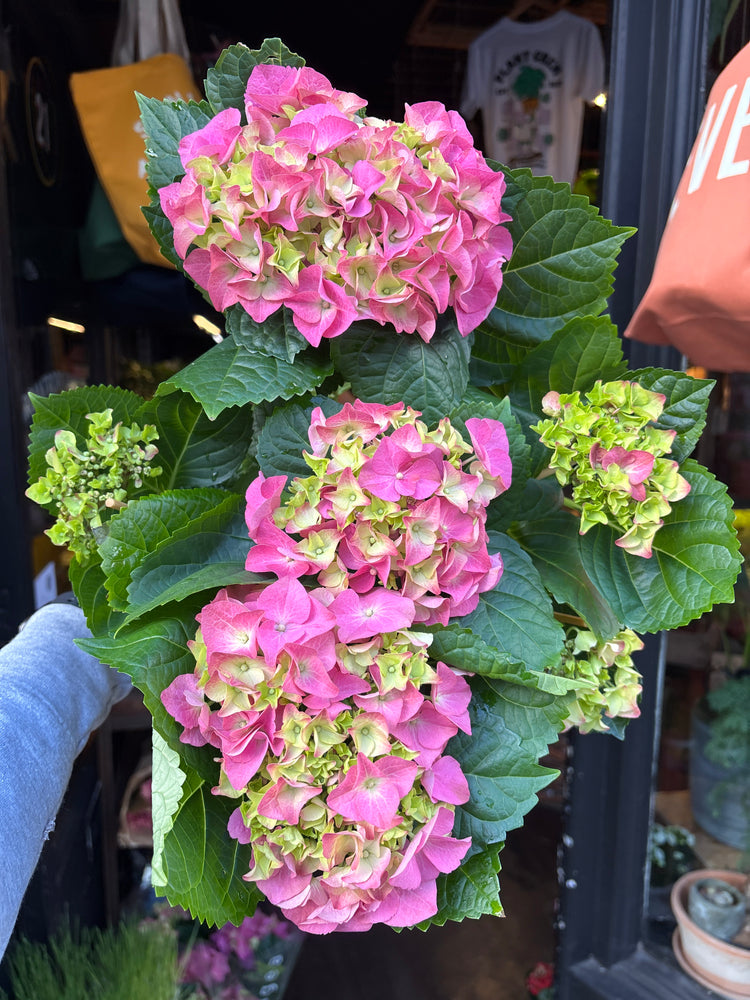 A Hydrangea macrophylla ‘Early Rosa’ plant, with clusters of soft pink blooms, displayed in front of Urban Tropicana’s Plant Shop in Chiswick, London