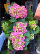 A Hydrangea macrophylla ‘Early Rosa’ plant, with clusters of soft pink blooms, displayed in front of Urban Tropicana’s Plant Shop in Chiswick, London