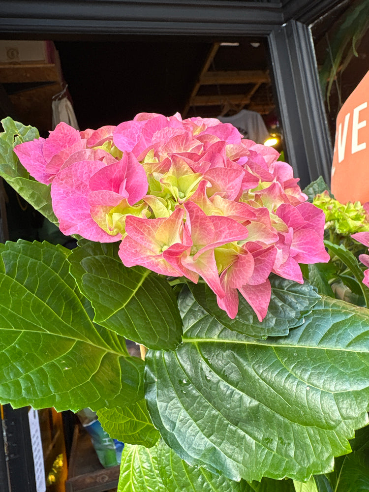 A Hydrangea macrophylla ‘Early Rosa’ plant, with clusters of soft pink blooms, displayed in front of Urban Tropicana’s Plant Shop in Chiswick, London