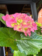 A Hydrangea macrophylla ‘Early Rosa’ plant, with clusters of soft pink blooms, displayed in front of Urban Tropicana’s Plant Shop in Chiswick, London