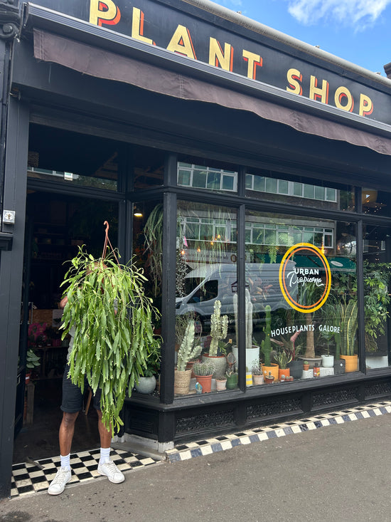 Rhipsalis Red Coral | 20cm hanging pot