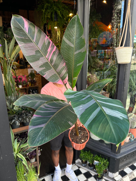 Musa Nono | 21cm pot