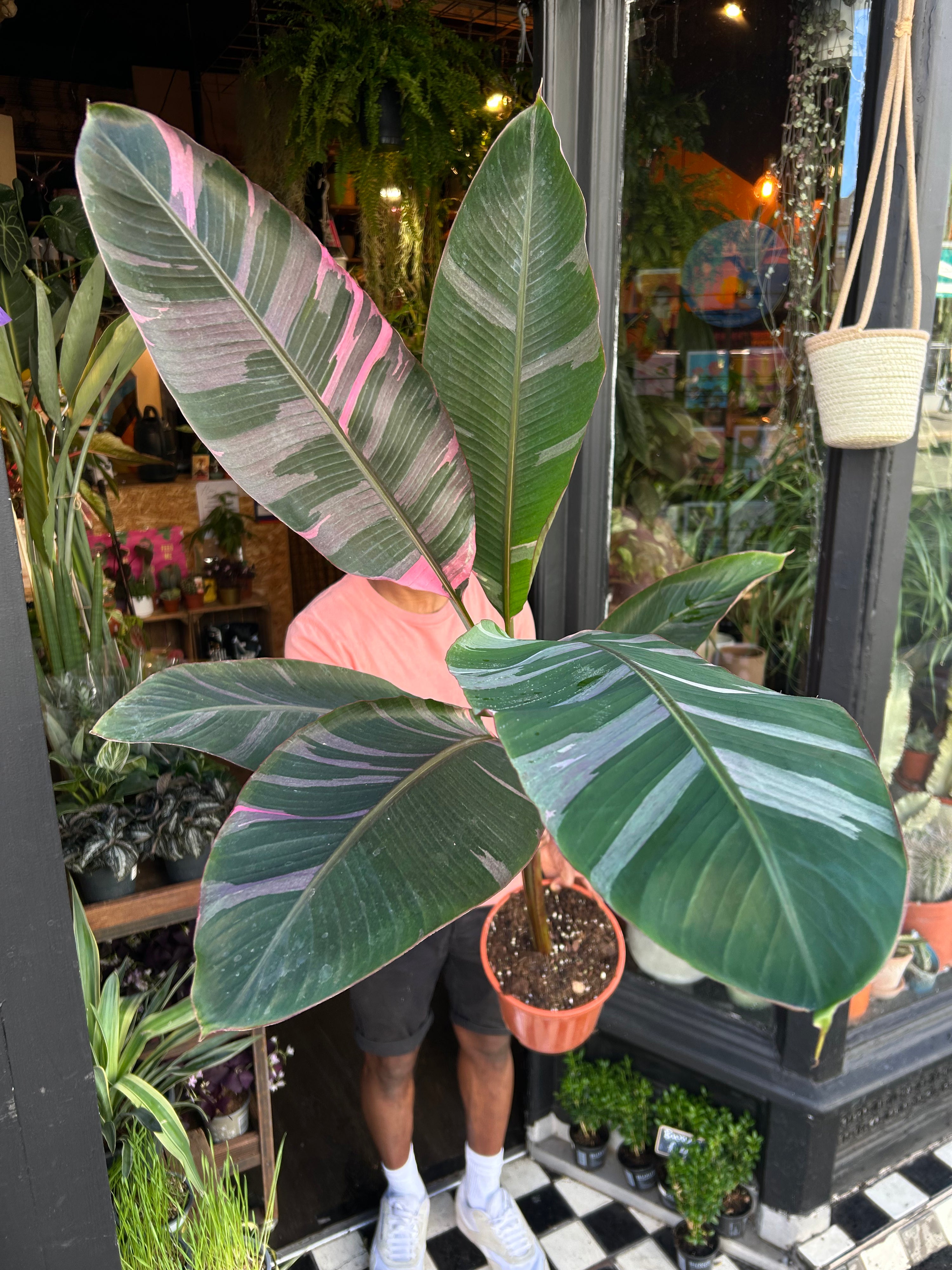 Musa Nono | 21cm pot