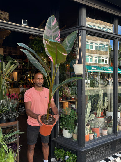 Musa Nono | 21cm pot