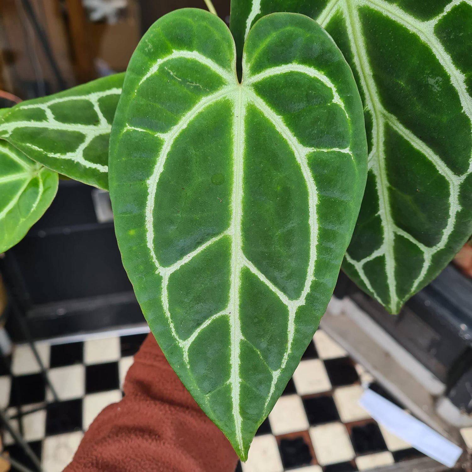 An Anthurium Crystallium plant also known as a Strap Flower plant in front of Urban Tropicana&